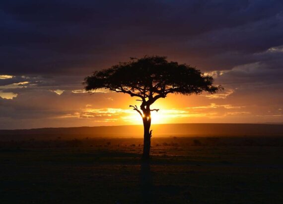 Evening at a National Park in Kenya