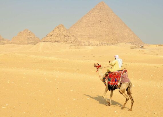 Camel in Cairo