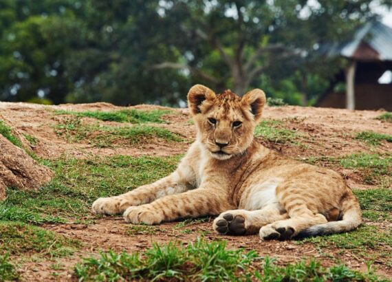 Lion Cub Lying on Ground-Wildlife Safari